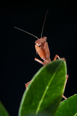 European dwarf mantis (Ameles spallanzania) on black background, Italy.