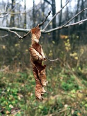  Последний осенний лист на дереве
