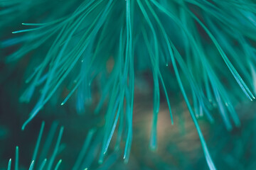 Abstract turquoise colorful background. Picturesque conifer needles. A close-up of a pine branch....