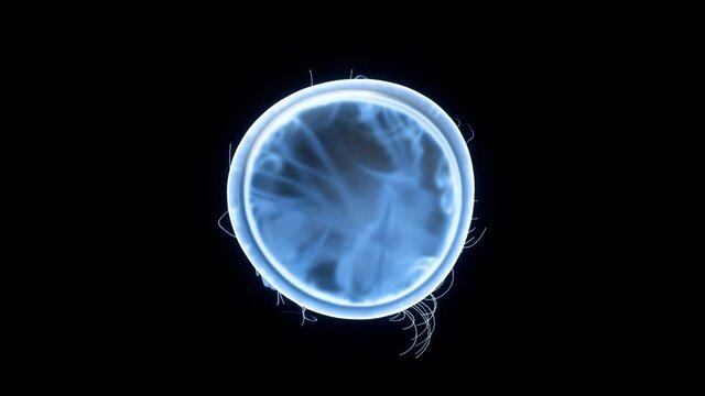 Jellyfish swimming up, top view of blue jellyfish floating. Compositing element with green screen.
