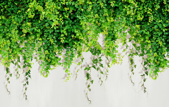 Fototapeta Curly ivy leaves isolated on light background.
