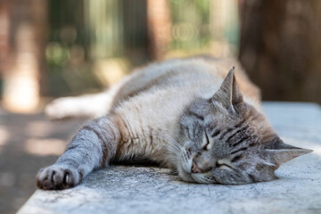 Chat a Venise sur un banc dans un parc public