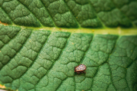 Dermacentor Reticulatus On Green Leaf. Also Known As The Ornate Cow Tick, Ornate Dog Tick, Meadow Tick, And Marsh Tick. Family Ixodidae. Ticks Are Carriers Of Dangerous Diseases