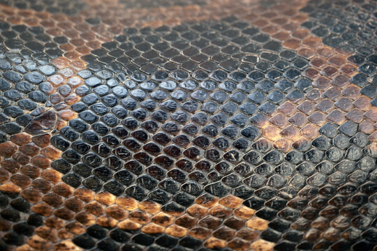 macro nature photography: closeup of  a python skin shells, with a natural light on a sunny day with dark background in Katchikally, Gambia, Africa