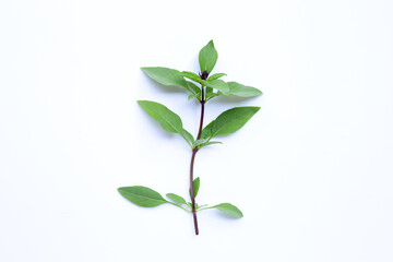 Sweet basil leaves with flower on white background.