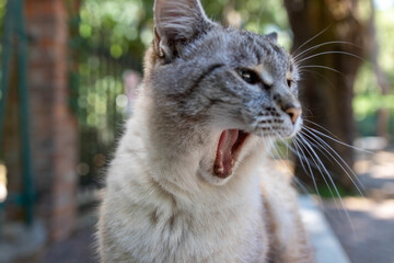 Naklejka na ściany i meble Chat dans un parc avec la bouche ouverte