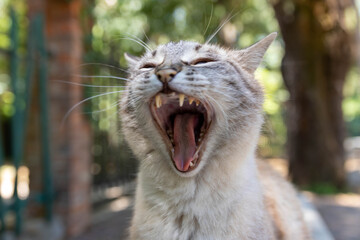 Chat dans un parc avec la bouche ouverte