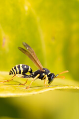 polistes dominula. wasp on green leaf .Wasp close up. Beautiful Wings. Landing on plant