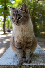 Chat posant pour la camera à Venise