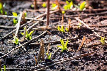 Seedling of phlox flower in the garden. Selective focus.