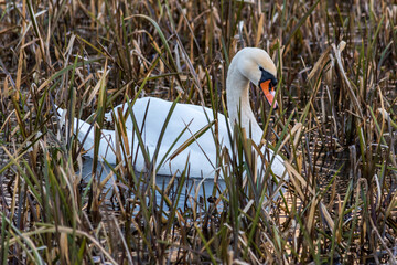 A mute swan with a down on its beak is hiding in a pond in the grass