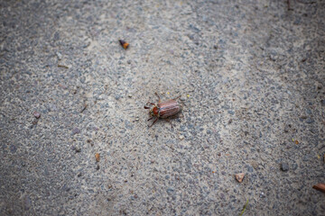 Cockchafer lies on the pavement. Spring, warm, sun. Close-up.