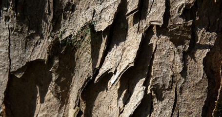 Tree bark texture