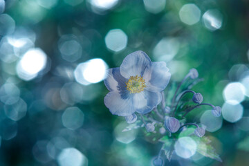 anemone flowers and bokeh background