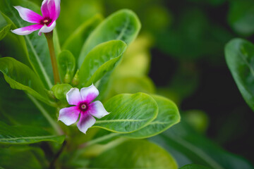 Watercress shot taken with a single focus