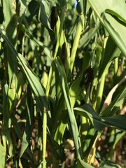 Obraz premium green field