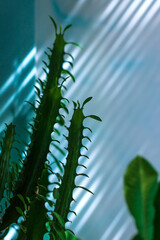 Succulents with green leaves on aqua blue background. Low key modern style texture natural shadows, rays of sunlights on wall. Madagascar Jewel or Euphorbia leuconeura home plant in pot on windowsill.