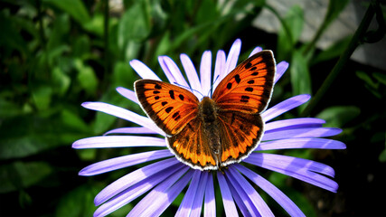 Butterfly on Flower background