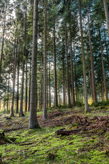 Arboles en un bosque en Dinamarca en otoño - Trees in a forest in Denmark in autumn