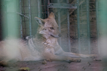 Young Jackal animal or Indian wild dog sitting behind bars in cage with shallow depth of field, Indian Coyote animal in the cage 