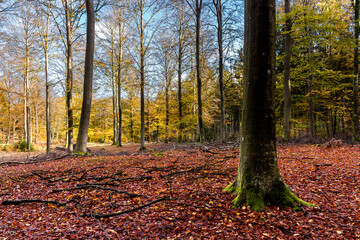 Obraz premium Hojas secas en el bosque en otoño - Dry leaves in the forest in autumn