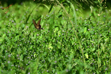 The yellow swallow tail in the grass.