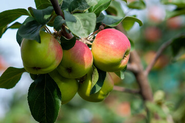 Red ripe apples on a branch on a sunny day. Selective focus