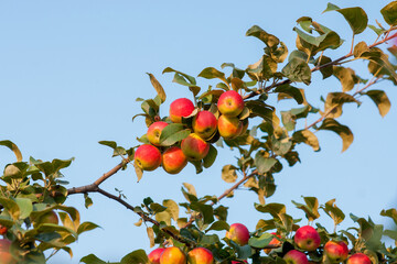 Red ripe apples on a branch on a sunny day.