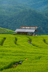 Group Tourist travel in Green Rice Terraced at Baan Pa Bong Piang Village, Thailand