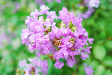 百日紅（サルスベリ）