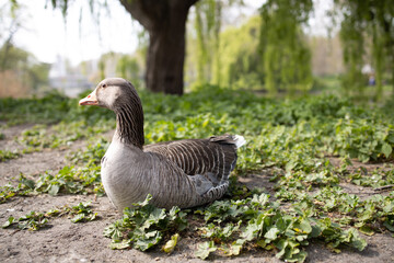 Goose resting in the sand of a park