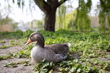 Goose resting in the sand of a park