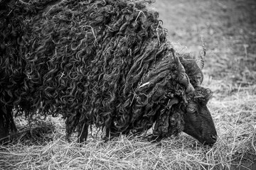 Black Sheep With Spiral Horns