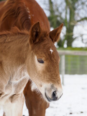 Foal In The Snow
