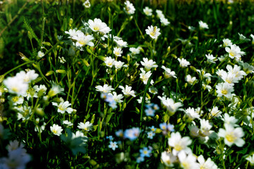 white flowers