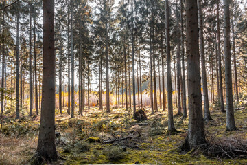 Obraz premium Bosque con pinos y cesped en otoño - Forest with pine trees and grass in autumn