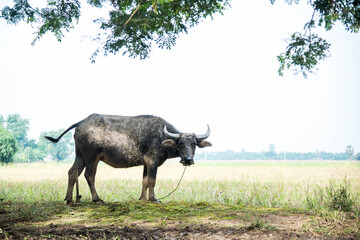 The life of buffalo in countryside