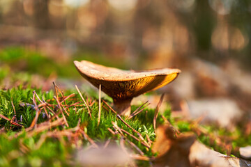 Rezerwat im. Króla Jana Sobieskiego