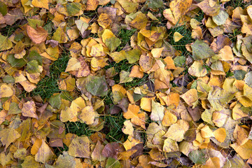 Red and orange autumn leaves background. Colorful Vibrant backround texture with space for text. Fall season concept. Autumn cold rainy day