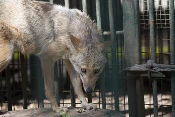 Young Jackal animal or Indian wild dog sitting behind bars in cage with shallow depth of field, Indian Coyote animal in the cage 