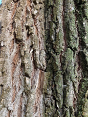 tree bark texture background. Old tree bark