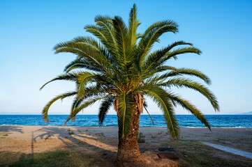 Palm tree in Asprovalta, Greece