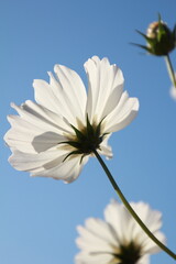 愛媛県三間町のコスモス畑　一輪の白いコスモスの花