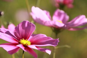 愛媛県三間町のコスモス畑　ピンク色のコスモスの花