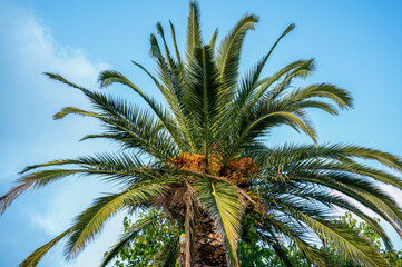 Fototapeta na wymiar Palm tree in Asprovalta, Greece