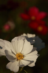 愛媛県三間町のコスモス畑　白いコスモスの花