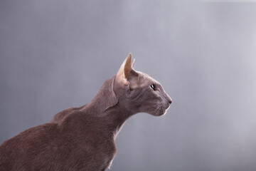 Profile of a beautiful grey oriental cat