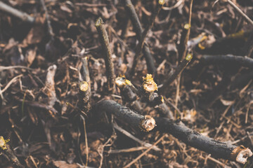 Pruned currant bush in the garden in autumn day. Selective focus.