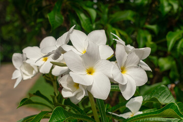 Plumeria pudica white flowers blooming, with green leaves background