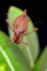 European dwarf mantis (Ameles spallanzania) on black background, Italy.